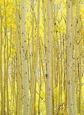 Aspen (c) 1995 Gerhard Bock