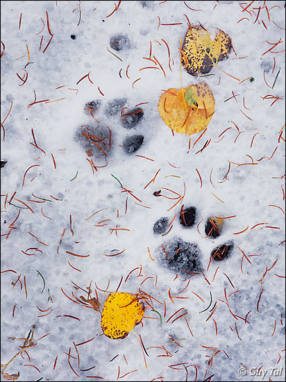 Lion Tracks