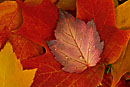 Mountain Maple and Sugar Maple Leaves, Bellevue